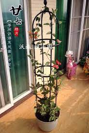 4 clematis plant care tips: Elegant European Style Package On Clematis Vine Climbing Plants Can Frame Cylindrical Support Column Package Climbing Plant Support Aliexpress