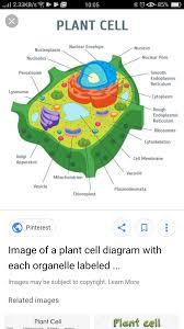 We did not find results for: Typically Plant Cell Diagram Brainly In