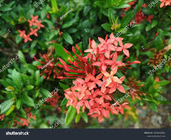 Image result for Rubiaceae