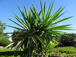 Image result for yucca gigantea en casa