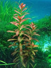 Image result for Ammannia aegyptiaca