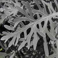 On mar 12, 2001, terry from murfreesboro, tn (zone 7a) wrote: Scientific Classification Of Dusty Miller