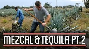 Look at the clue cards and tell us in which country would you find these two things? Harvesting Agave 2 3 How To Brew Mezcal And Tequila Youtube