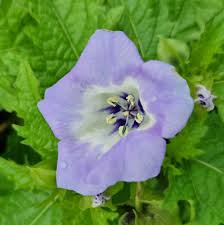 Image result for Nicandra physalodes