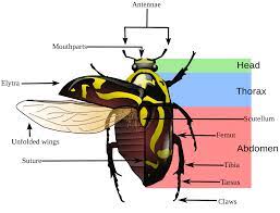 Like all insects, this pseudo bug has three distinct body regions, the head, thorax, and abdomen, marked by the letters a, b, and c respectively. Basic Insect Morphology Science Literacy And Outreach Nebraska