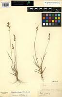Image result for Eragrostis turgida