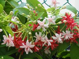 Rangoon Creeper The Best Vine To Grow In Sunny Singapore Long Lasting Triple Colours Pretty And Scented What More Can 1 Ask For Flowers Bloom Vines