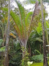 Image result for Raphia australis