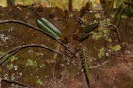 Image result for Bulbophyllum oreonastes
