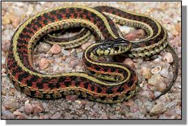 Garter Snake