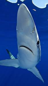 Shortfin mako sharks (isurus oxyrinchus). Shark Diving Pico Cw Azores