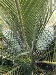 Image result for Macrozamia johnsonii