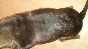 Skin disease is the most common reason dogs visit the veterinarian, and hair loss and scratching are two of the most common manifestations of canine skin disease. My Dog Has Dry Scabby Itchy Skin No Fleas But Is Also Losing Alot Of Hair On Just His Back He Also Has Bumps At The Site Of The Petcoach