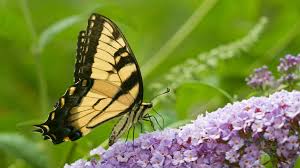 This allows you to see the difference for yourself and make an informed. Butterfly Bush Alternatives For Environmentally Friendly Gardeners