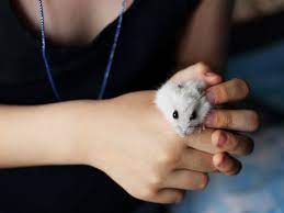 Casarsaguru / getty images it never fails—your child sees a movie, cartoon, photo, or television special showing a gorgeous. 10 Best Small Pets For Kids With Pictures Vivo Pets