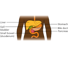 Image result for pancreas)