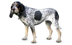 The coonhound art is perfect for a pet gift or for the university of tennessee grad or louisiana native in your life. Bluetick Coonhound Dog Breed Information Pictures Characteristics Facts Dogtime