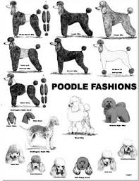 poodle grooming styles google search poodles poodle