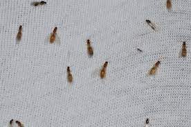 Whether they invade your kitchen, bathroom, or backyard, try these easy, natural solutions. Thief Ants Control Get Rid Of Thief Ants Orkin Com