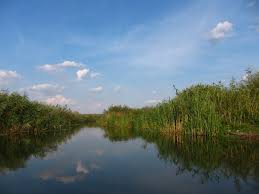 La nici o ora de mers cu masina din bucuresti, putem . Naturpark Comana Wikipedia
