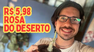 Miss topázio, linda Rosa do deserto #rosanegra #flores #plantas