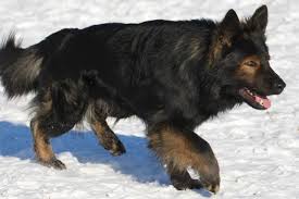 Long haired german shepherd overview. 5 Different Types Of German Shepherd Breeds Their Features Meer S World