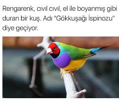 Ilahi Sanat Subhanallah En Komik Fotograflar Komik Fotograflar Bilgi Karti