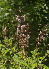 Image result for Ocimum labiatum