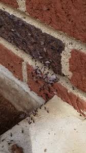 No matter how large or small the issue, we will take care of it quickly. Grace Pest Solutions 33 Photos Pest Control Service 507 Patton Rd Franklin Ky 42134