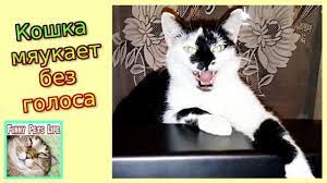 koshka ne umeet myaukat v golos koshka ustala i u nee propal golos funny animals pet life cats