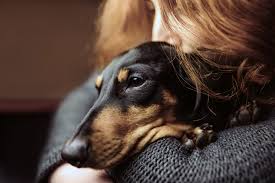 Cat cremation is a popular choice for memorializing your pet. How Much Does Dog Cremation Cost Daily Paws