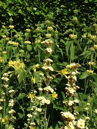 Pin On Elaine Bailey Garden Design