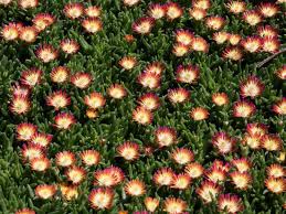 Image result for Delosperma tradescantioides