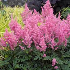 Pink Astilbe One Quart In 2021 Part Shade Perennials Shade Loving Perennials Shade Perennials
