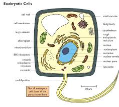 Animal cell structure and function bbc bitesize. Animal Cell Structure Animal Cell Structure Cell Membrane Biology Units