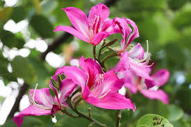 Image result for Bauhinia macrantha
