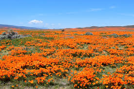 Check spelling or type a new query. California S Iconic Poppy Fields Are In Bloom And You Can See Them Safely At Home Travel Leisure Travel Leisure