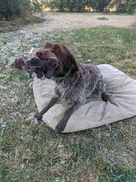 2 male wire haired pointing griffon. Wts 3 Yr Old Wirehaired Pointing Griffon Spokane Wa Rokslide Forum