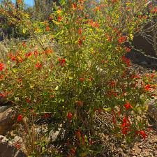 Image result for Justicia scandens