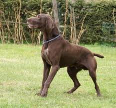 Image result for německý ohař krátkosrstý