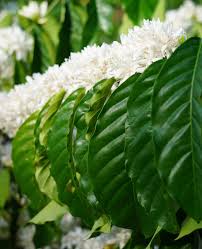Image result for Coffea schliebenii