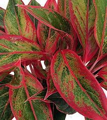 It is one of the best red indoor plants you can grow! 23 Colorful Houseplants To Warm Up Your Winter Gardener S Path