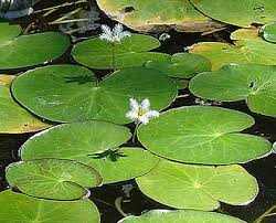 Image result for Nymphoides brevipedicellata