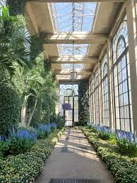 Image result for Coleus thyrsoideus