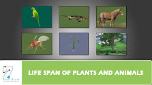 Life Span Of Plants And Animals