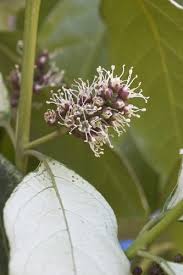 Image result for Combretum kraussii