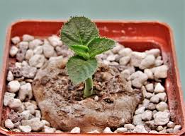Image result for Dorstenia buchananii
