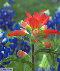 Castilleja indivisa, commonly known as texas indian paintbrush or entireleaf indian paintbrush, is a hemiparasitic annual wildflower native to texas, louisiana, and oklahoma in the united states. Wildflower Showcase Indian Paintbrush Flowers Wild Flowers Indian Paintbrush