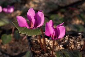 Image result for Eulophia elegans