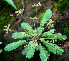 Image result for Biophytum crassipes